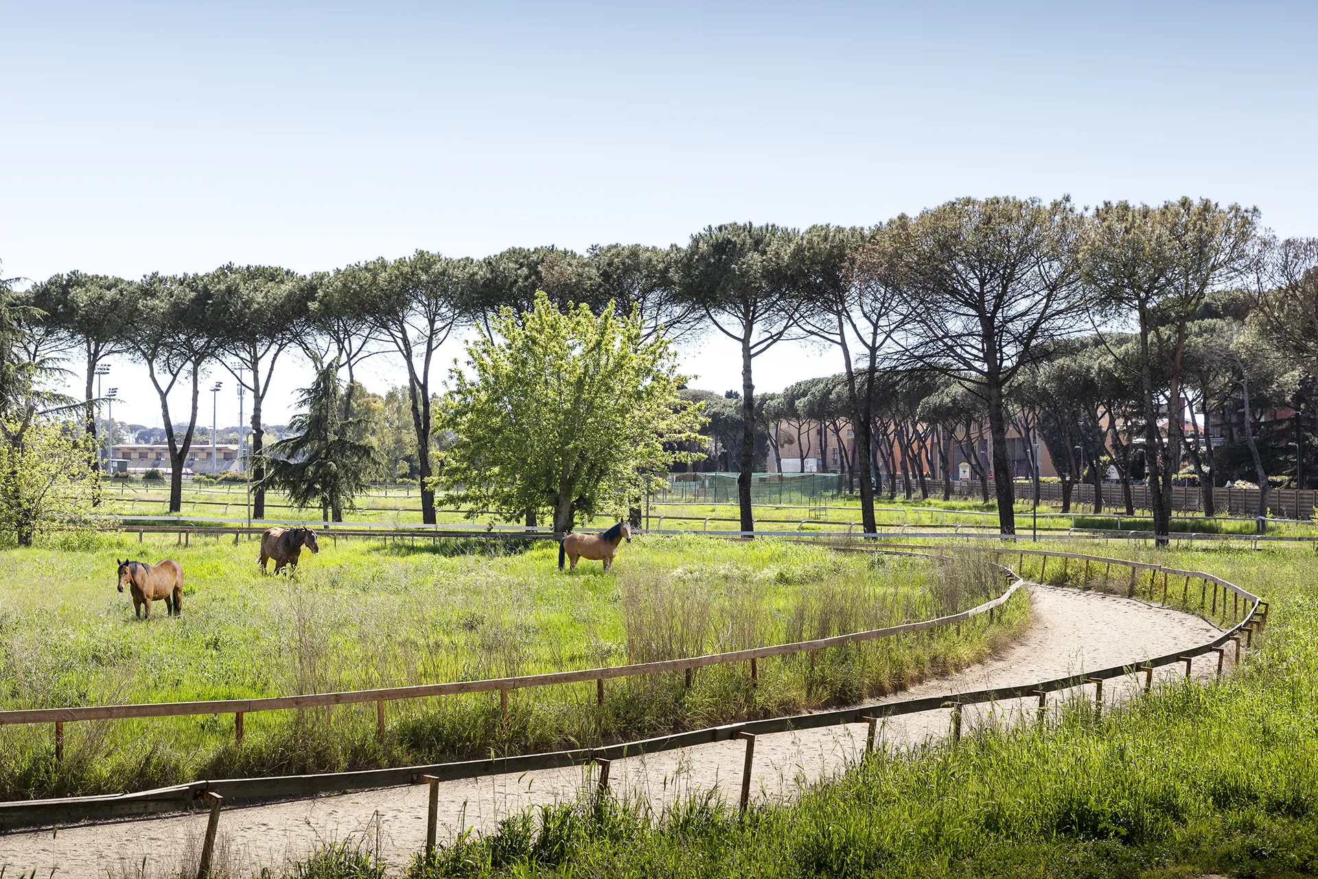 Three horses standing in a grassy paddock with a dirt path and tall trees in the background.